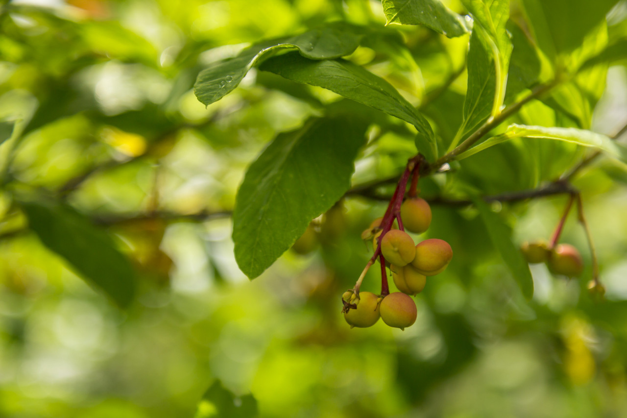 Indigenous Berries
